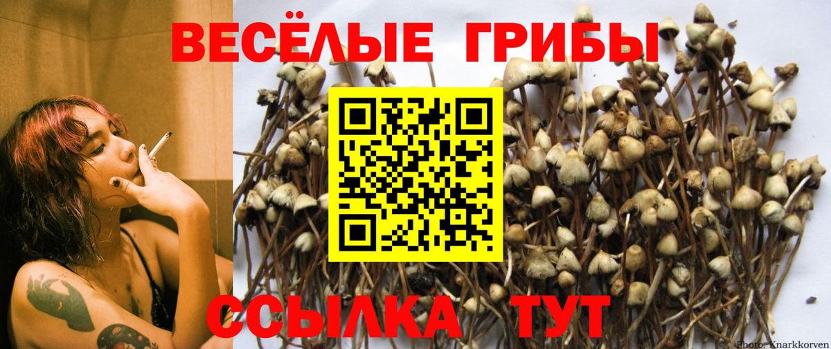 Камышин  Галлюциногенные грибы ЛСД  Вход с VPN 